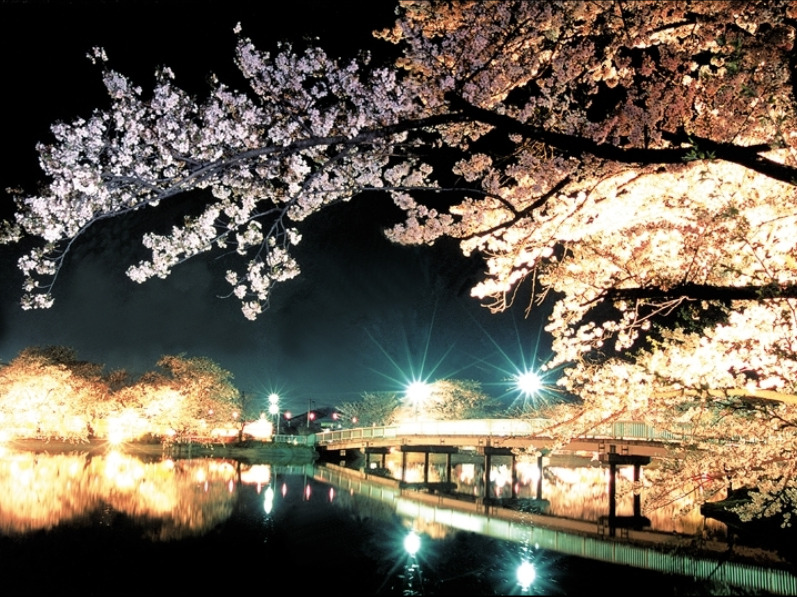 臥竜公園桜の写真